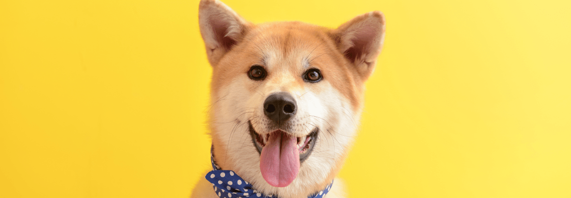 Happy looking shiba inu dog on a yellow background